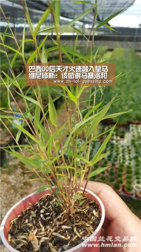 英雄联盟竞猜大厅 